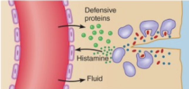 <p>Local dilation of blood capillaries by histamine increase blood flow, which leads to warm and red skin</p><ul><li><p>Causes gaps between endothelium cells for increased leakage of blood plasma</p></li><li><p>More blood flow and leakage leads to edema (swelling)</p><ul><li><p>This causes an increase in pressure on nerves and leads to pain</p></li></ul></li></ul>