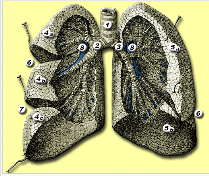 <p>Lungs (pulmon- ; pneum-)</p>