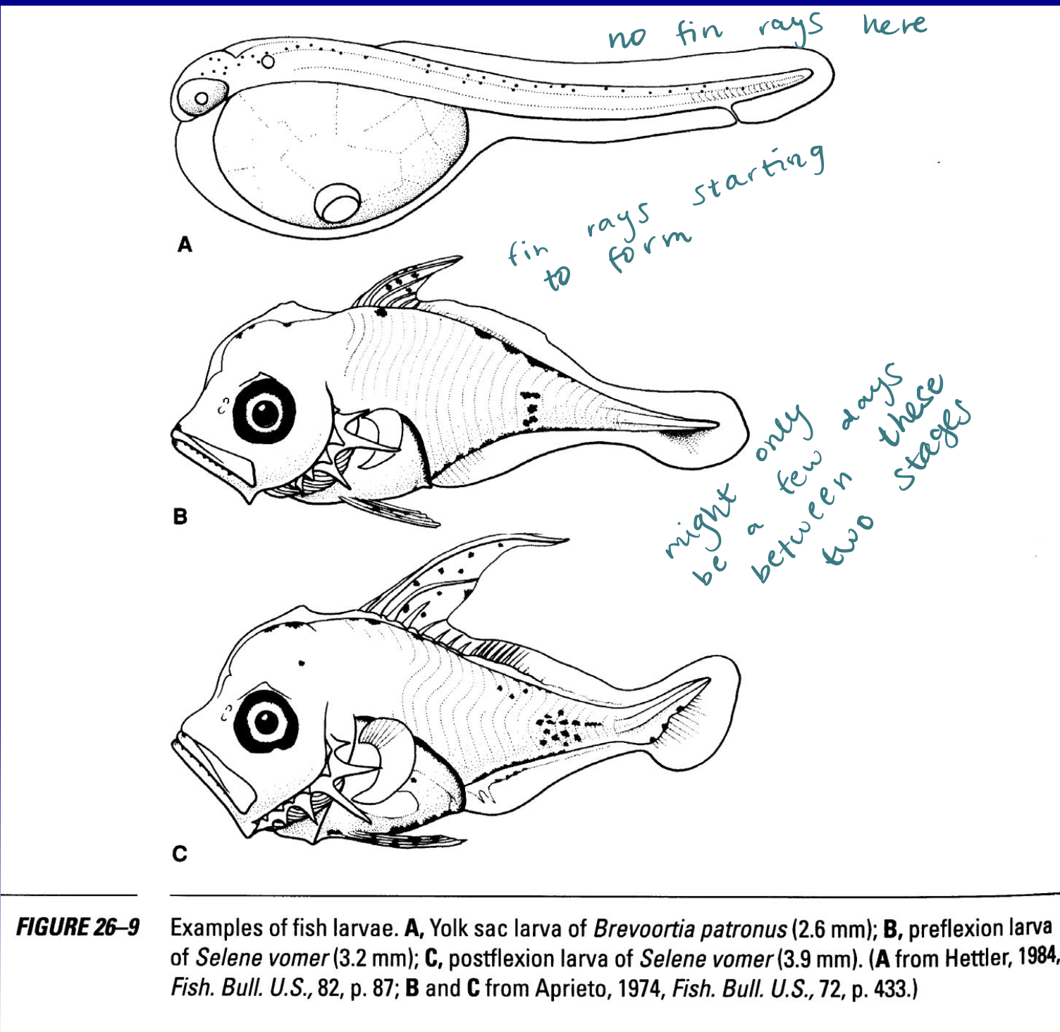 <p>The rapid transition from larval to juvenile stage, completing the formation of major skeletal structures like vertebral column and fin rays.</p>