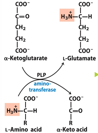 <p>removal of amino group from amino acid and transferring it to keto acid, which will make the amino acid a keto acid and the keto acid an amino acid </p>