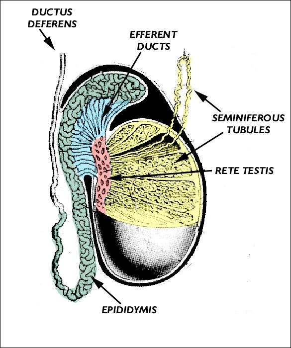 <p>The ductus (vas) deferens:</p><p>73. The ductus (vas) deferens:</p><p>A. is lateral to the inferior epigastric artery at the deep inguinal ring T</p><p>B. is medial to the obliterated umbilical artery T</p><p>C.is lateral to the ureter on the back of the bladder F</p><ul><li><p><strong>ductus deferens is actually medial to the ureter</strong> on the posterior surface of the bladder, where it crosses over the ureter ("water under the bridge").</p></li></ul><p>D. is lateral to the seminal vesicle F</p><ul><li><p><strong>ductus deferens is medial to the seminal vesicle</strong>. It travels downward and medially to join the duct of the seminal vesicle, forming the ejaculatory duct.</p></li></ul><p>E. opens on to the anterior wall of the prostatic urethra F</p><ul><li><p><strong>ductus deferens (through the ejaculatory ducts)</strong> opens on the <strong>posterior wall of the prostatic urethra</strong>, at the level of the seminal colliculus.</p></li></ul><p></p>