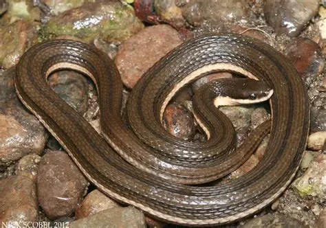 <p><span>what is this and what are its habitat and diet preferences</span></p>