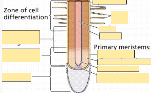 <p>Zone of Cell Differentiation</p>
