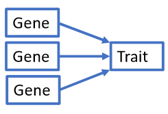 Polygenetic traits