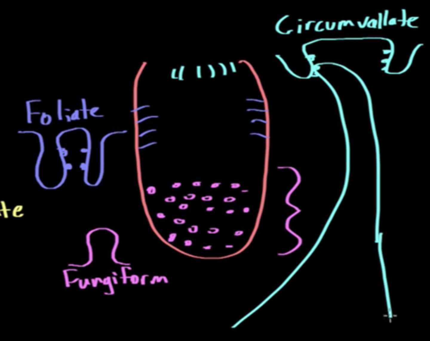 <p>(C) Circumvallate</p><p>Circumvallate taste buds flat mound structures that are primarily found in posterior portion of the tongue.</p>