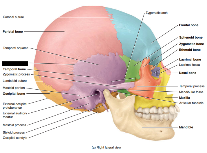 <p>State and identify what part of the cranial bone is being pointed out and censored. (hint: suture)</p>