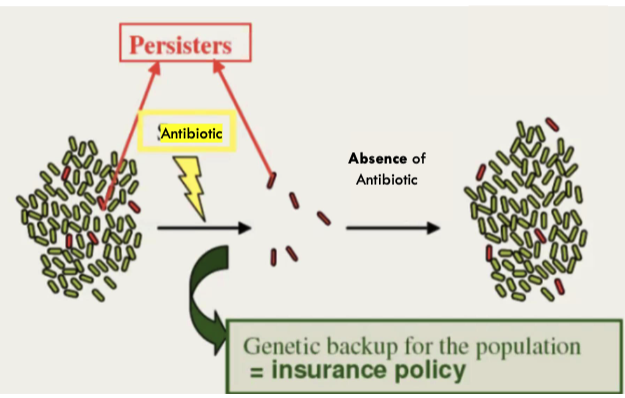 <p>cells that contain genetic backup for the population that are resistant to antibiotics</p>