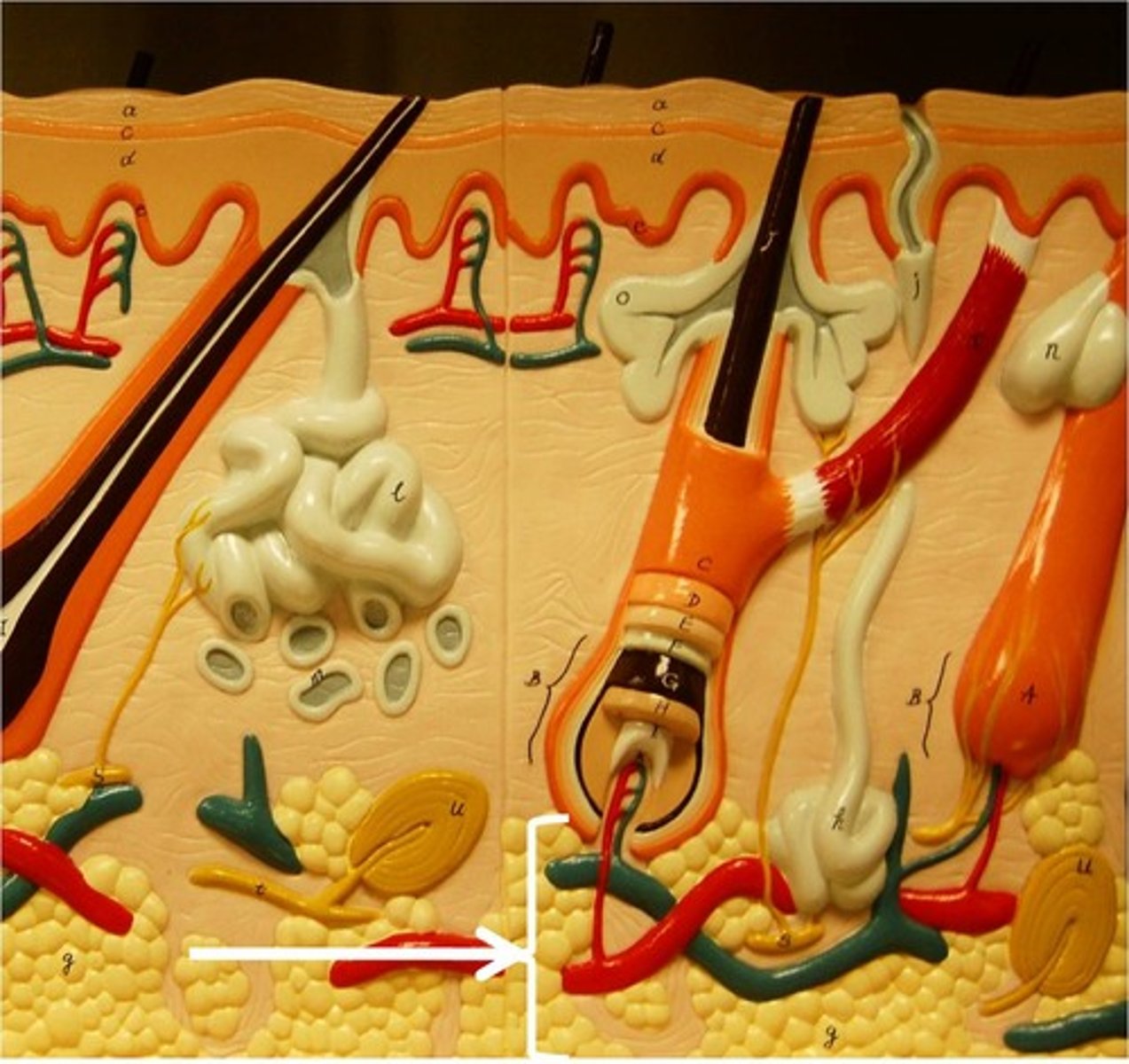 <p>- Deepest region (below the dermis)</p><p>- Connects skin to underlying muscles</p><p>- Adipose (fat)</p><p>- Absorbs shock, insulates, common injection site</p>