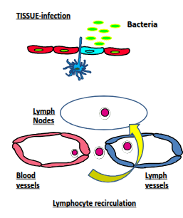 <p>Dendritic cells sample antigens and present them on MHC class II, lymphocytes recirculate through the body, and T and B cells undergo clonal selection, clonal expansion, and differentiation to generate a targeted adaptive immune response.</p>