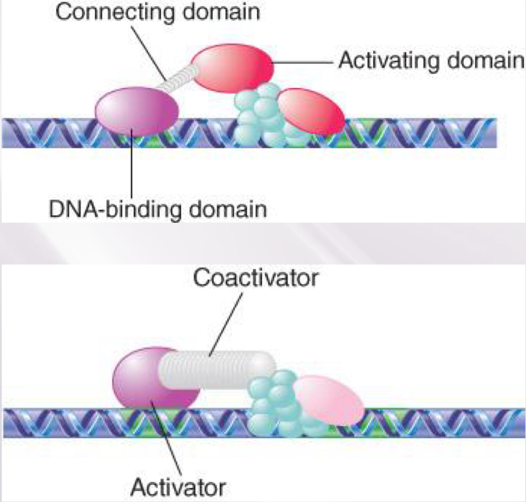 <ul><li><p>Some components of the transcriptional apparatus work by changing chromatin structure</p></li><li><p>Repression is achieved by affecting chromatin structure or by binding to and masking activators</p></li><li><p>Activators and repressors often have DNA-binding and activating functions in independent domains of the protein.</p></li></ul>