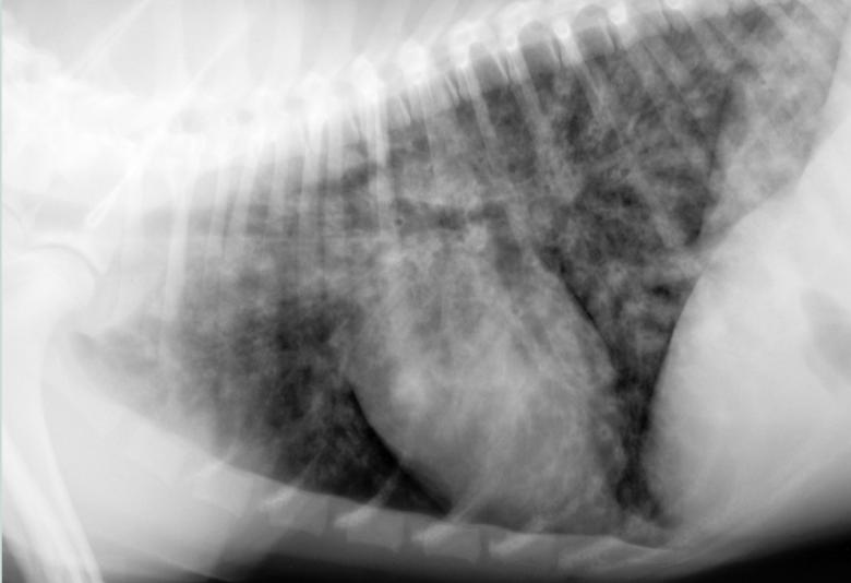 <p>Lung pattern? </p>