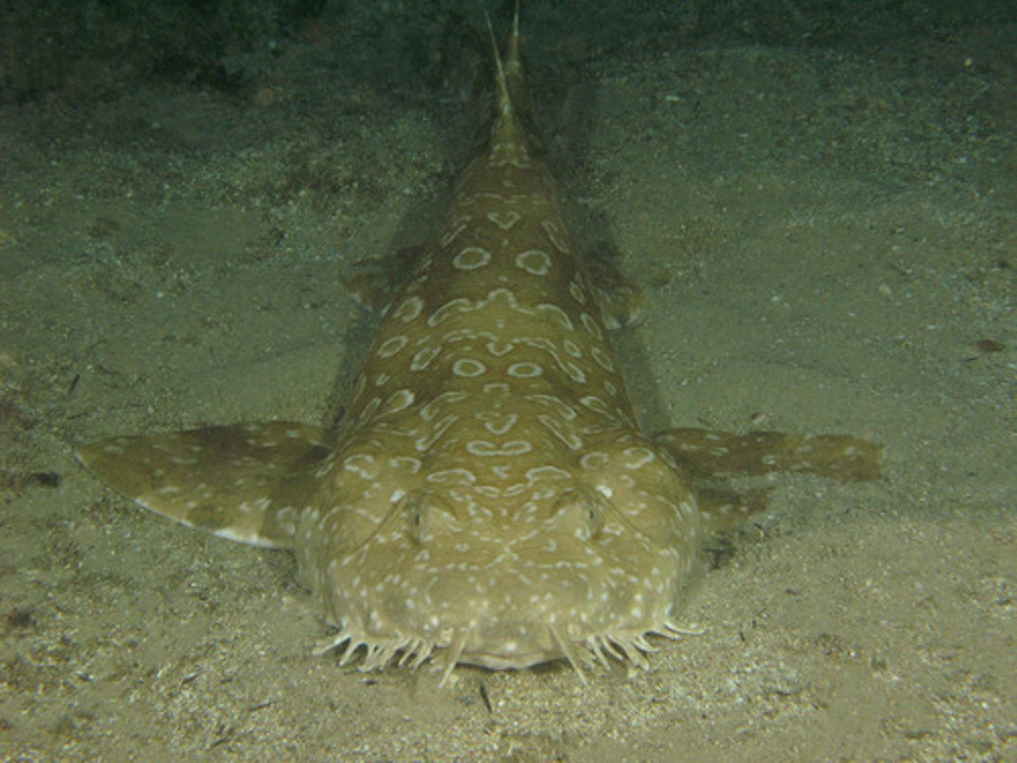 <p>Cartilaginous fish not including chimera Infraclass</p>