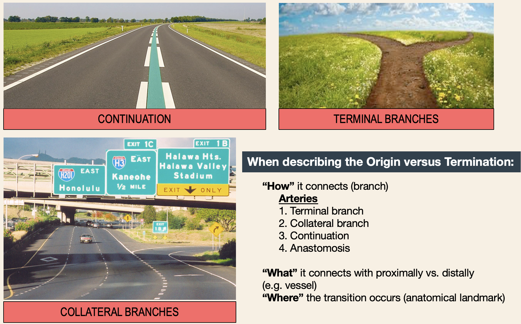 <ul><li><p><strong>Terminal branch</strong></p><ul><li><p>artery ends by dividing/bifurcating into multiple branches</p></li></ul></li><li><p><strong>Collateral branch </strong></p><ul><li><p>side branch comes off the main artery</p></li></ul></li><li><p><strong>Continuation </strong></p><ul><li><p>artery <strong>changes name</strong> as it passes a landmark (functionally the same vessel)</p></li></ul></li><li><p><strong>Anastomosis</strong></p><ul><li><p>artery connects with another artery, forming arches/circles (backup blood supply if there is an occlusion)</p></li></ul></li></ul><p></p>