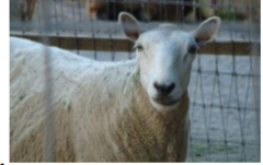 <ul><li><p>Origin: Scotland and England</p></li><li><p>White, bare face (no wool in front of ears), white legs</p></li><li><p>Polled</p></li><li><p>Traits: upright ears, medium, short wool, adapt well to rugged grazing areas</p></li></ul><p></p>