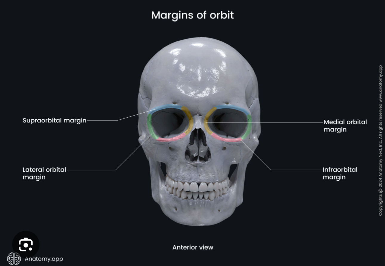 <p>A bone cavity located in the skull that houses and protects the eyeball and its associated structures</p>