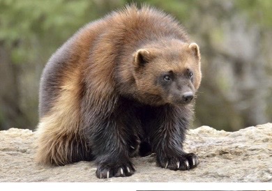 <p>Genus,species and habitat?</p>