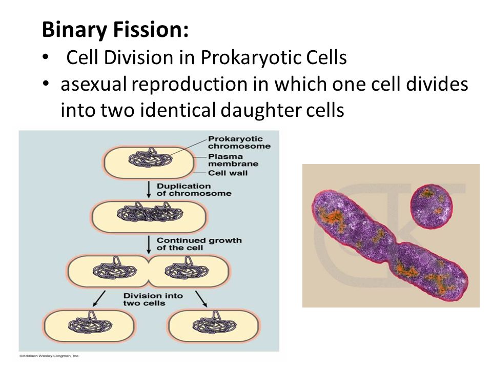<p>binary fission </p>