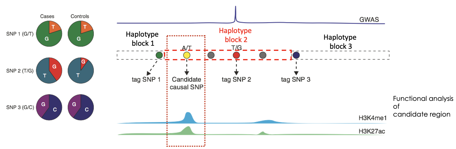 <p>What do you need to do after identifying the which SNP is linked to which haplotype block?</p>