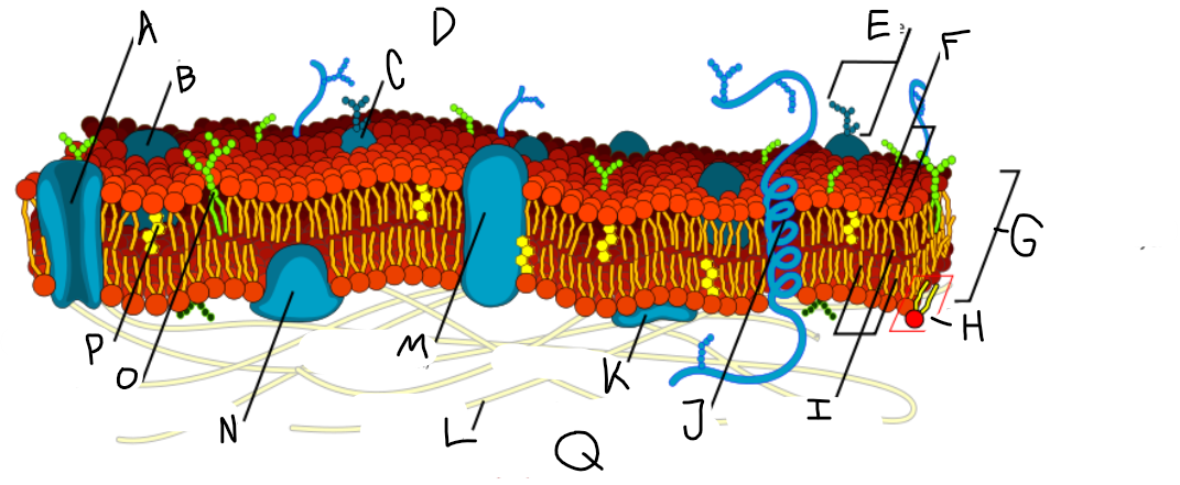 <p>J</p>