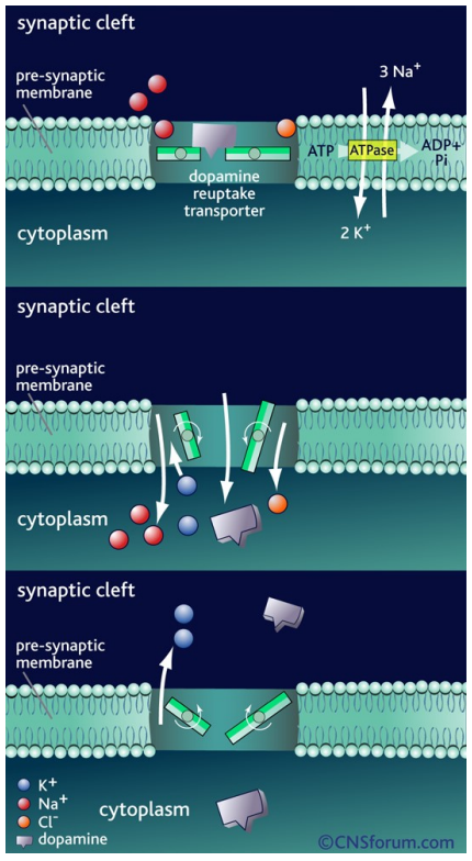 <ul><li><p class="">Re-uptake into presynaptic neuron via dopamine transporter (DAT)</p></li><li><p class="">Driven by Na⁺/K⁺ gradients maintained by Na⁺/K⁺-ATPase (via ATP hydrolysis)</p></li><li><p class="">Co-transport of dopamine with Na⁺ &amp; Cl⁻ into the neuron</p></li><li><p class="">K⁺ binding resets transporter to outward position; release into synaptic cleft restores ionic gradient</p></li></ul><p></p>