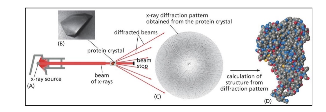 <ol><li><p>X-ray crystallography</p><ol><li><p>purify protein crystal</p></li><li><p>shine x-rays</p></li><li><p>diffraction pattern</p></li><li><p>computer program gives structure</p></li></ol></li><li><p>Hydrophobicity plots</p><ol><li><p>find sections of hydrophobic/hydrophilic amino acids</p></li><li><p>from N-terminus to C-terminus</p></li><li><p>above is hydrophobic, below is hydrophilic</p></li><li><p>look for peaks 20-30 amino acids wide</p></li><li><p>how many peaks is how many transmembrane domains</p></li></ol></li></ol><p></p>