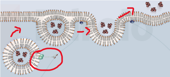 <p><span>substances are released from inside a cell to the external environment</span></p>