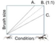 <p><span style="color: #000000"> Which of the following statements are likely to be true about lines A, B (1:1), and C in the graph below.</span><span style="color: #000000"><br></span><span style="color: #000000">A. Line A is a good indicator of good genes, and female preference for this trait should be favored </span><span style="color: #000000"><br></span><span style="color: #000000">B. Line B is a good indicator of good genes, and female</span><span style="color: #000000"><br></span><span style="color: #000000">preference for this trait should be favored </span><span style="color: #000000"><br></span><span style="color: #000000">C. Line C is a good indicator of good genes, and a female preference for this trait should be favored</span><span style="color: #000000"><br></span><span style="color: #000000">D. A&amp;B are both good statements</span><span style="color: #000000"><br></span><span style="color: #000000">E. All are good statements</span></p>