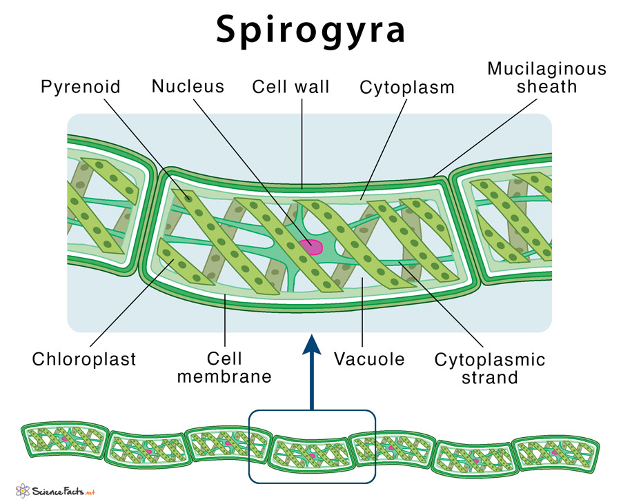 <p>Spirogyra</p><p>chlorophyta</p><p>green</p><p>unbranched filaments</p><p>cells attached end to end to form filament</p><p>non-motile; capable of phototaxis</p><p>helical ribbon-shaped chloroplasts spiral around large central vacuole in each cell</p>