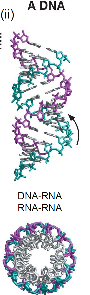 <p>Les hélices </p><p>DNA-RNA                                                                 RNA-RNA</p><ul><li><p>11 paires de bases</p></li><li><p>Suit la règle de la main droite</p></li></ul>