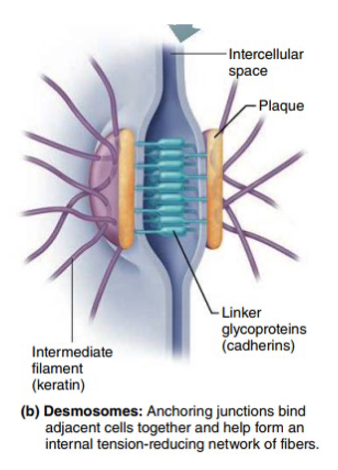 <p>Desmosomes are anchoring junction that bind adjacent cells together and help form an internal tension-reducing network of fibers. </p><p><span>Desmosomes are specialized cell structures that act as strong "spot welds" between cells</span> tissues to withstand stretching and bending. </p>