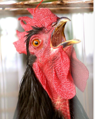 <p>The beaks of chickens are <strong>trimmed </strong>so they cannot do what? </p>