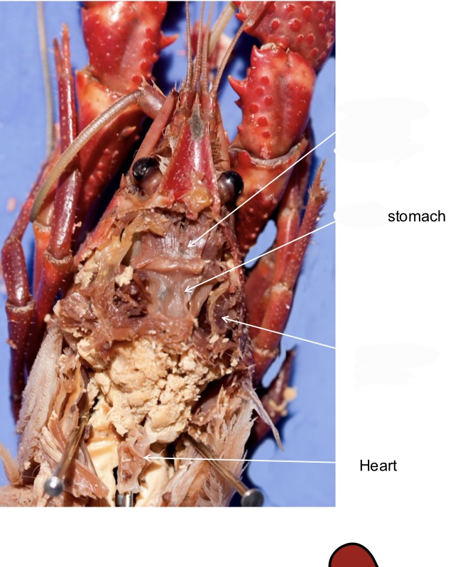 <p>Grouping: Protostome</p><p>Grouping: Ecdysozoa</p><p>Phylum: Arthropoda</p><p>Subphylum: Crustacea</p><p>Class: Malacostraca</p><p>Order: Decapoda</p>
