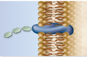 <p>This is a what doing what? </p>