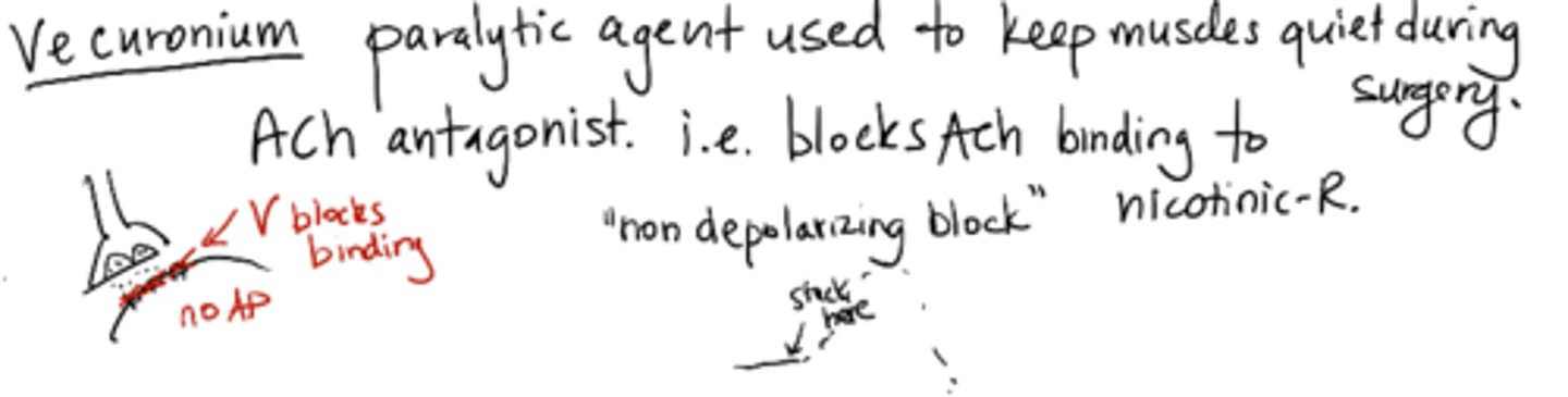 <p>paralytic agent used to keep muscle quiet during surgery</p><p>ACh antagonist – blocks ACh binding to nicotinic-R (non-depolarizing block)</p>