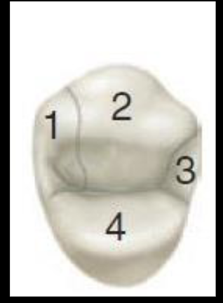 <p>4 (3 facial + 1 lingual cusp)</p>