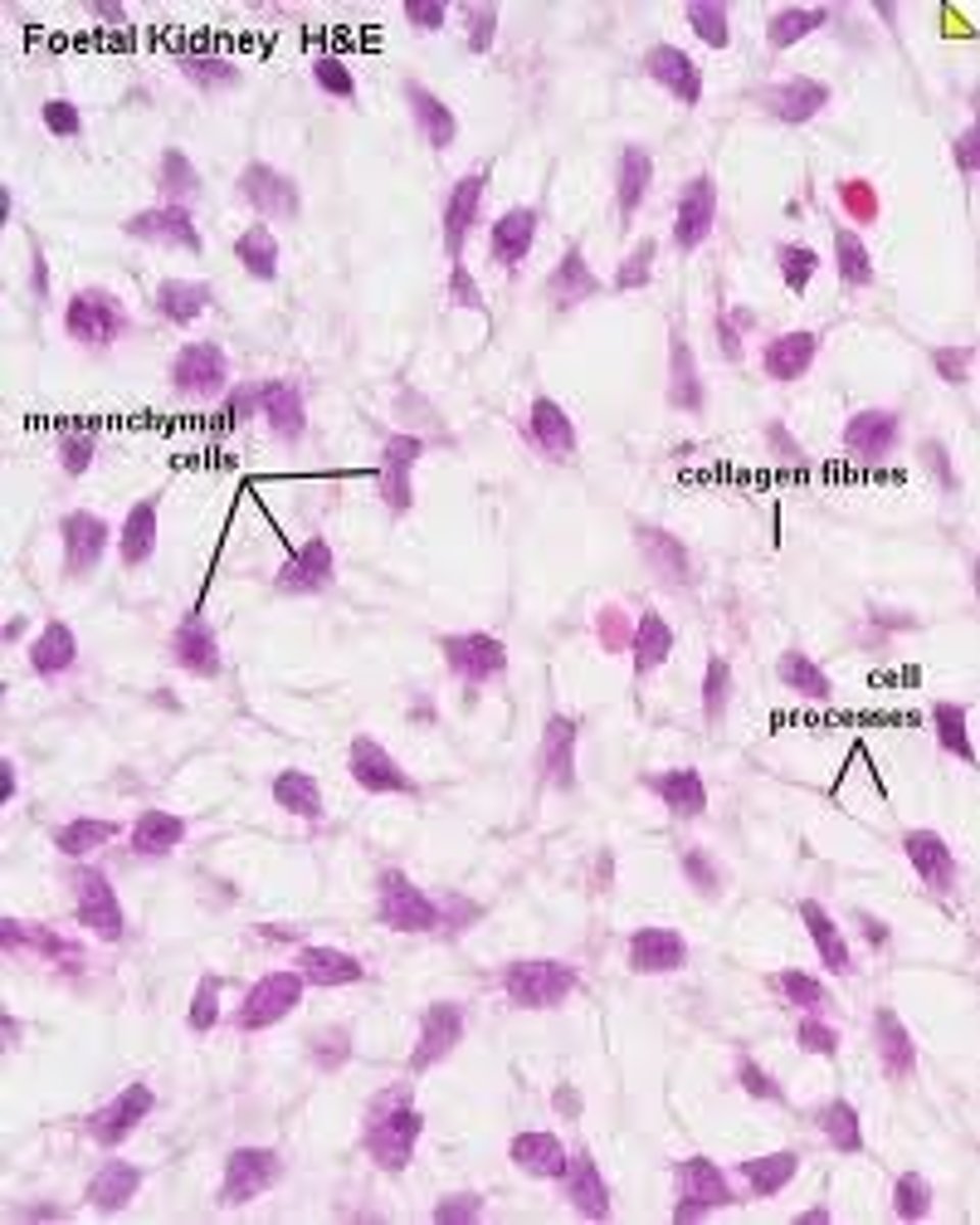 <p>Embryonic Tissue</p><p>Function - Give rise to all other connective tissue types.</p><p>Location - Embryo</p>
