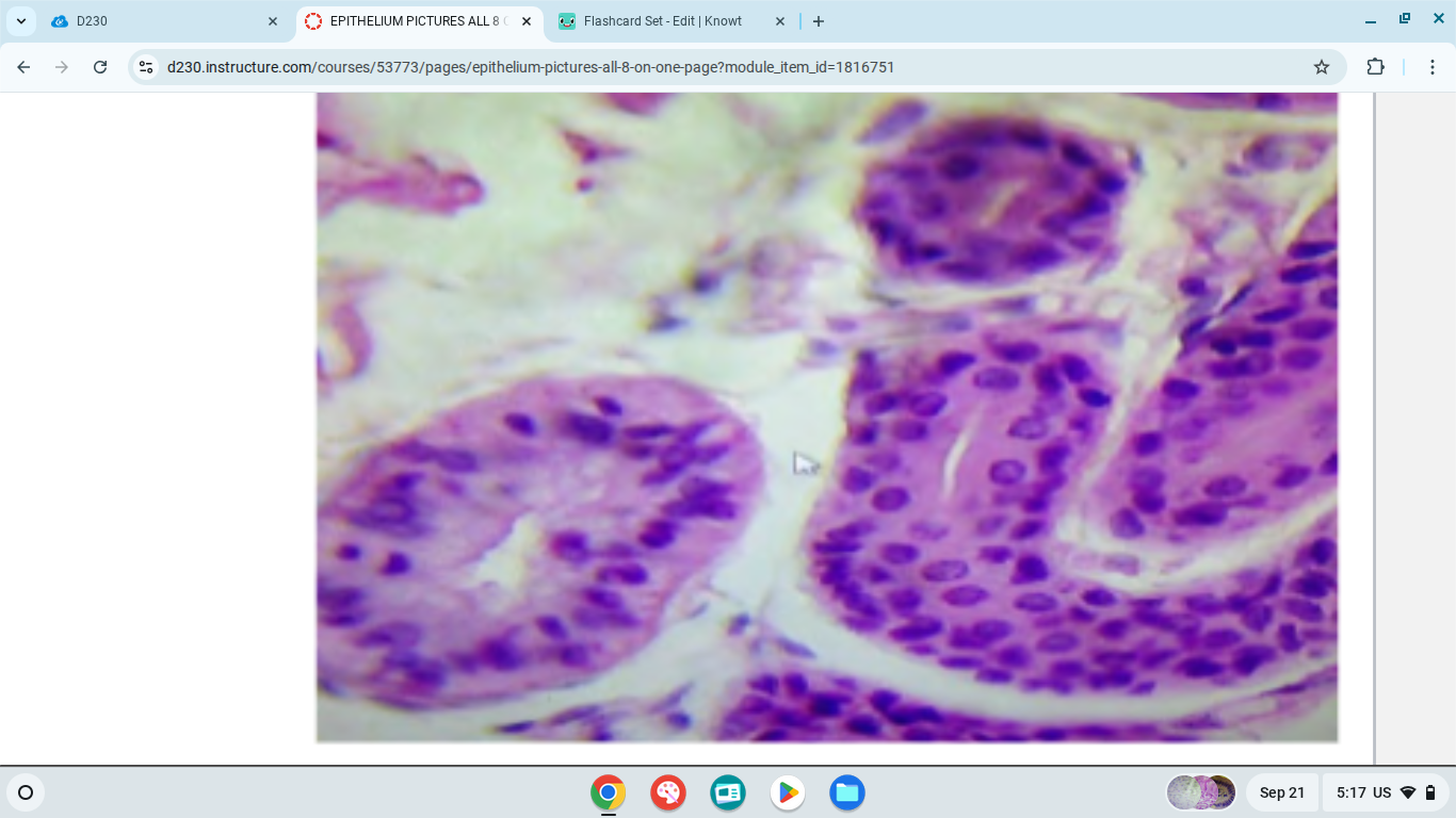 knowt flashcard image