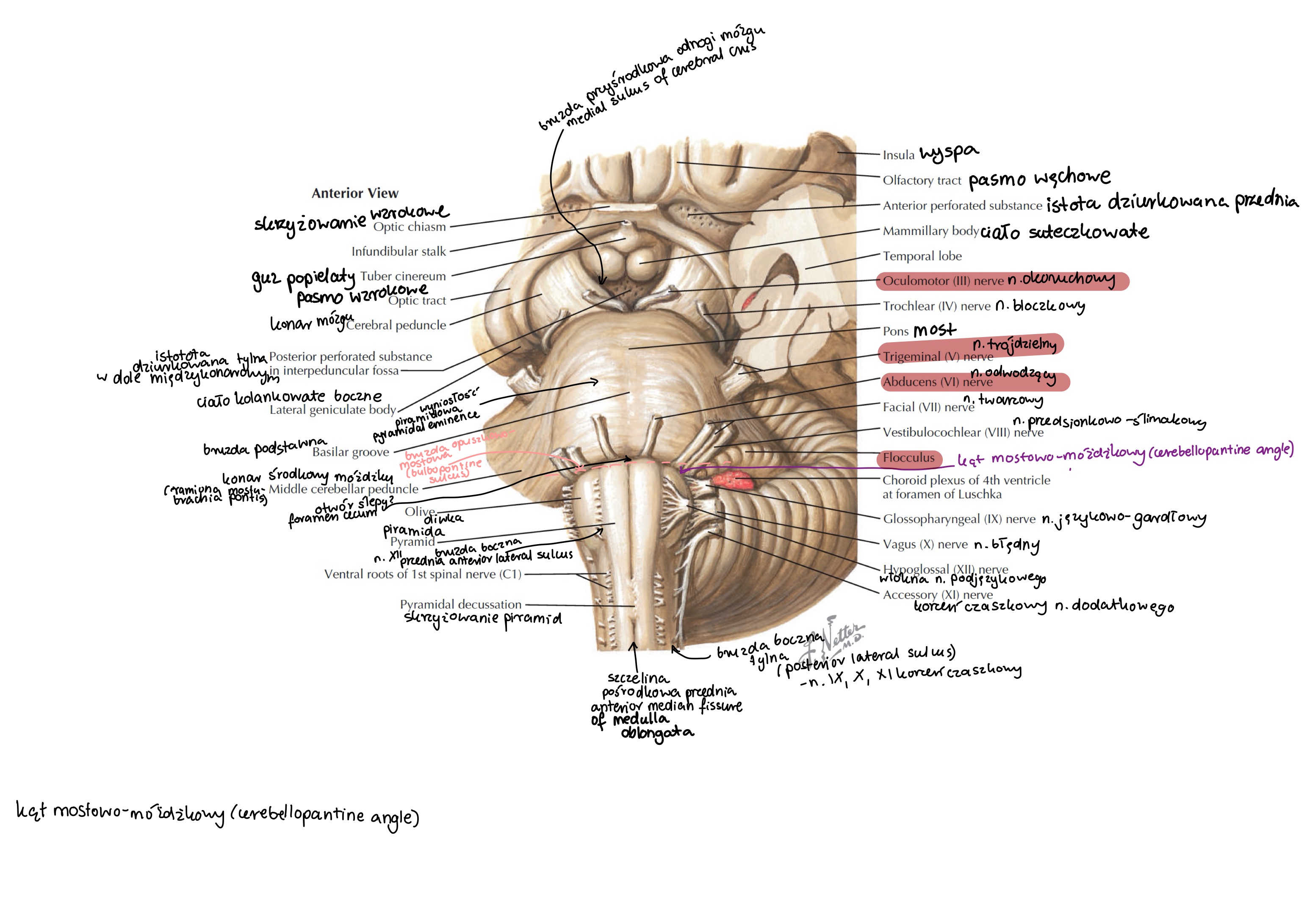 <p>dół międzykonarowy (interpeduncular fossa)</p>