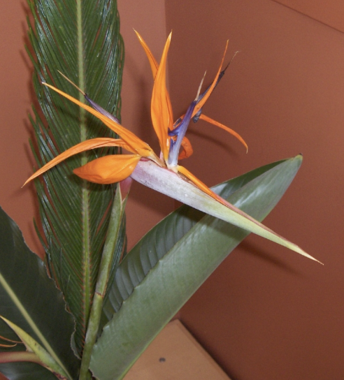 <p>Name This Flower</p>