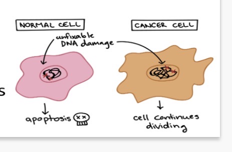 <ol><li><p>damage to the genes that regulate mitosis and the cell cycle which leads to uncontrolled growth and division of cells</p></li></ol><p>2.apoptosis. 3.tumour</p>