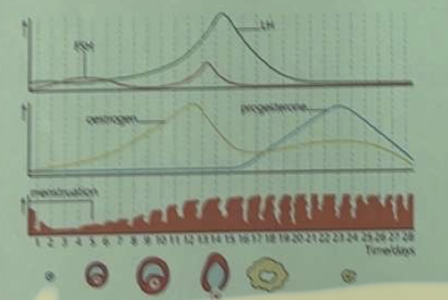 <p>What effect does decreasing levels of estroogene and progesterone have on the female reproductive system</p><p>a. ovulation would occur</p><p>b. the corpus lutetium degenerates and ovulation occurs</p><p>c. the endometrium breaks down and menstruation begins</p><p>d. the uterine lining becomes secretory and pregnancy begins</p>