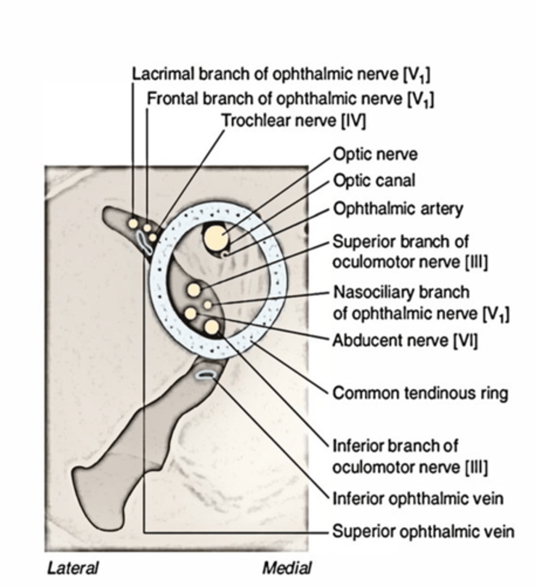 <p>Superior Orbital Fissure</p>