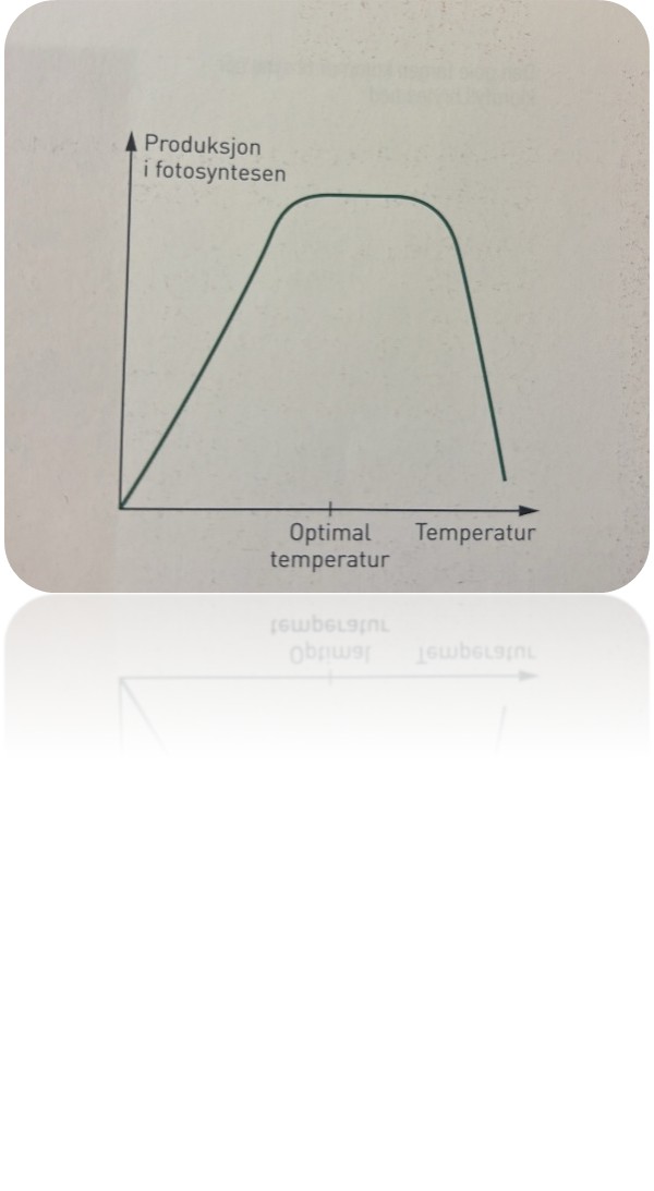 <p><span style="font-family: Calibri, sans-serif; line-height: 115%;"><span>I den lysuavhengige reaksjonen i fotosyntesen blir karbondioksid brukt til å bygge glukosemolekyler. I lufta i naturen er konsentrasjonen av denne gassen i overkant av 0,04 prosent, uansett hvor økosystemet befinner seg. Vi klarer ikke å øke mengden av karbondioksid til planter som vokser på et jorde. I et drivhus, derimot, kan bonden eller gartneren tilsette CO₂ og øke produksjonen. Det har imidlertid ingen hensikt å øke den svært mye, for når alle kloroplastene arbeider maksimalt, kan ikke mer karbondioksid få aktiviteten til å øke, og ved en konsentrasjon på 0,5 prosent virker gassen som en gift. Da kan plantene dø.<br><br>I dag er det ingen tvil om at menneskeskapte utslipp av karbondioksid til atmosfæren gir en økning i den globale oppvarmingen, det vil si økt drivhuseffekt. En del forskere mener at det kan være en løsning å sette i gang skogplantingsprosjekter, fordi flere trær på jorda vil gjøre at det blir tatt opp mer CO₂. Men det forutsetter at trærne får stå, at de verken blir brent eller får råtne opp, for i så fall blir CO₂ frigjort igjen. Også å dyrke trær som skal brukes til byggematerialer, innebærer lagring av CO₂.<br><br></span></span></p>