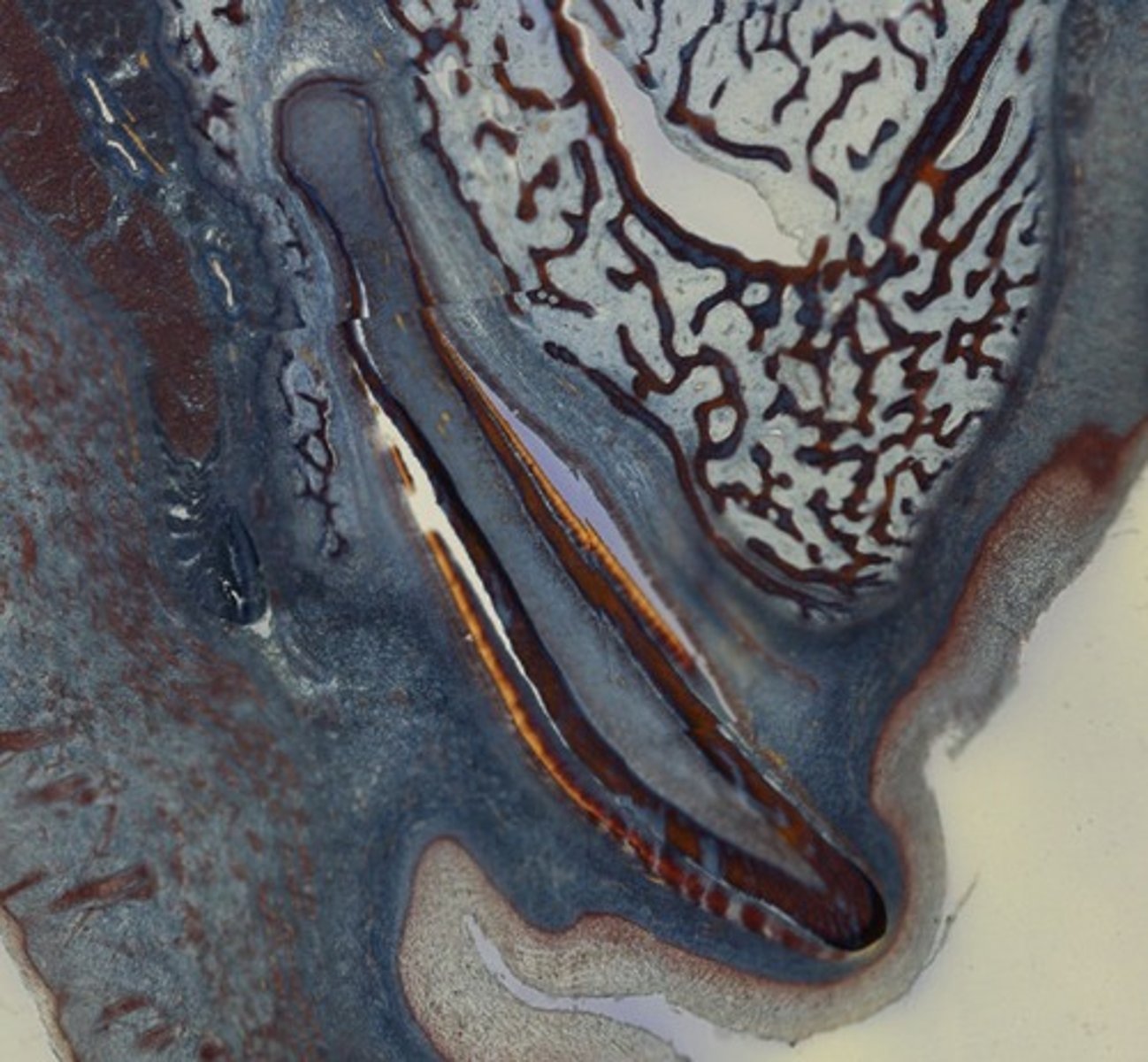 <p>Name the organ</p>