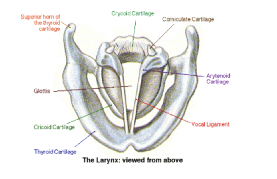 <p>Swallowing is a coordinated process involving the closure of the glottis by the adduction of the vocal folds and the folding of the epiglottis over the glottis, along with the elevation of the larynx, to ensure that food and liquids pass into the esophagus and not the trachea (windpipe).</p><p></p><p><strong>Mechanics of Swallowing</strong></p><ul><li><p>The larynx separates the respiratory and digestive tracts. The larynx’s biological purpose is to protect your lungs from food and water. Voice production is secondary.</p><p> </p></li><li><p>The epiglottis (piece of soft cartilage located on the top of the larynx) folds backward over the glottis </p><p></p></li><li><p>The glottis (space between VF) closes tightly during swallowing. This adduction of the VF forms a valve that tightly seals to protect the airway</p></li></ul><p></p><ul><li><p>Simultaneously, the larynx rises up, and the esophagus opens to allow food and water to enter</p></li></ul><p></p><ul><li><p>If food or water goes "down the wrong pipe" and hits the vocal folds, a cough reflex is triggered to expel the substance and keep it out of the lungs. This mechanism is very fast (second only to an eye blink)<br></p></li></ul><p></p><p>Basic Swallowing Anatomy Chart<br><a target="_blank" rel="noopener noreferrer nofollow" class="link" href="https://www.ohsu.edu/ent/voice-swallowing-anatomy" data-prevent-progress="true">https://www.ohsu.edu/ent/voice-swallowing-anatomy</a></p>