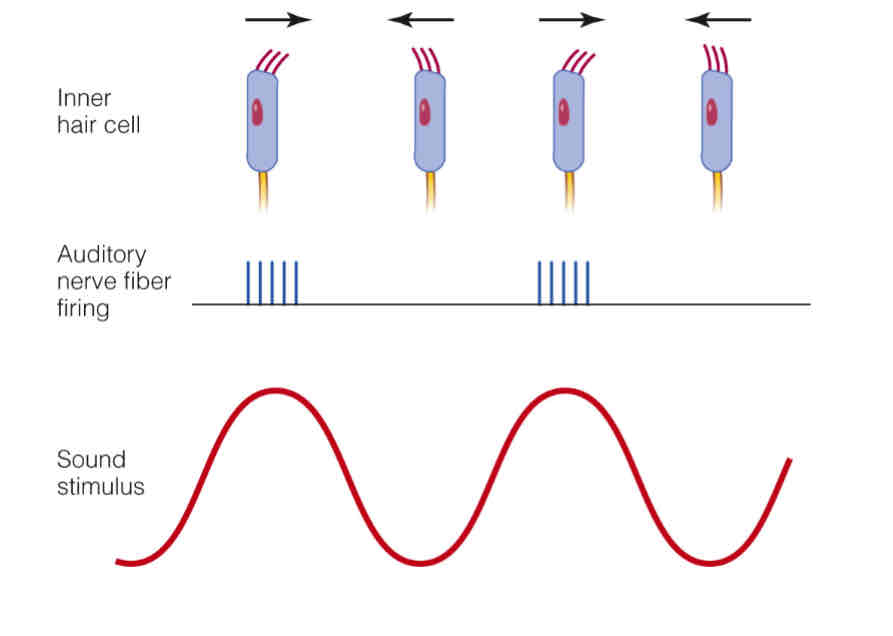 <p>Hairs bend back and forth at particular frequency which corresponds to frequency of sound</p>