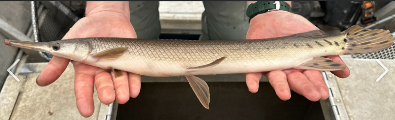 <p>What fish is this and how do you know</p>