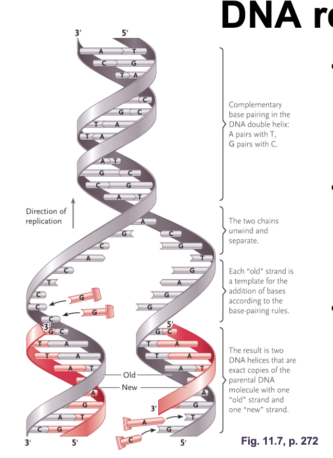 <p>Watson and Cricks model of DNA replication:</p><ul><li><p>COMPLEMENTARY BASE PAIRING allows PARENTAL STRANDS (original strand) to act as TEMPLATE for DNA REPLICATION </p></li><li><p>Parental strands can unwind by breaking the HYDROGEN BONDS between bases </p></li><li><p>SEMICONSERVATIVE REPLICATION (conserved since half of the original strand is still present) where the double helix will contain. a PARENTAL STRAND and a NEWLY SYNTHESIZED (daughter) strand </p></li></ul><p></p>