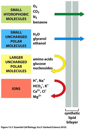 ions (repelled by charges) and large molecules
