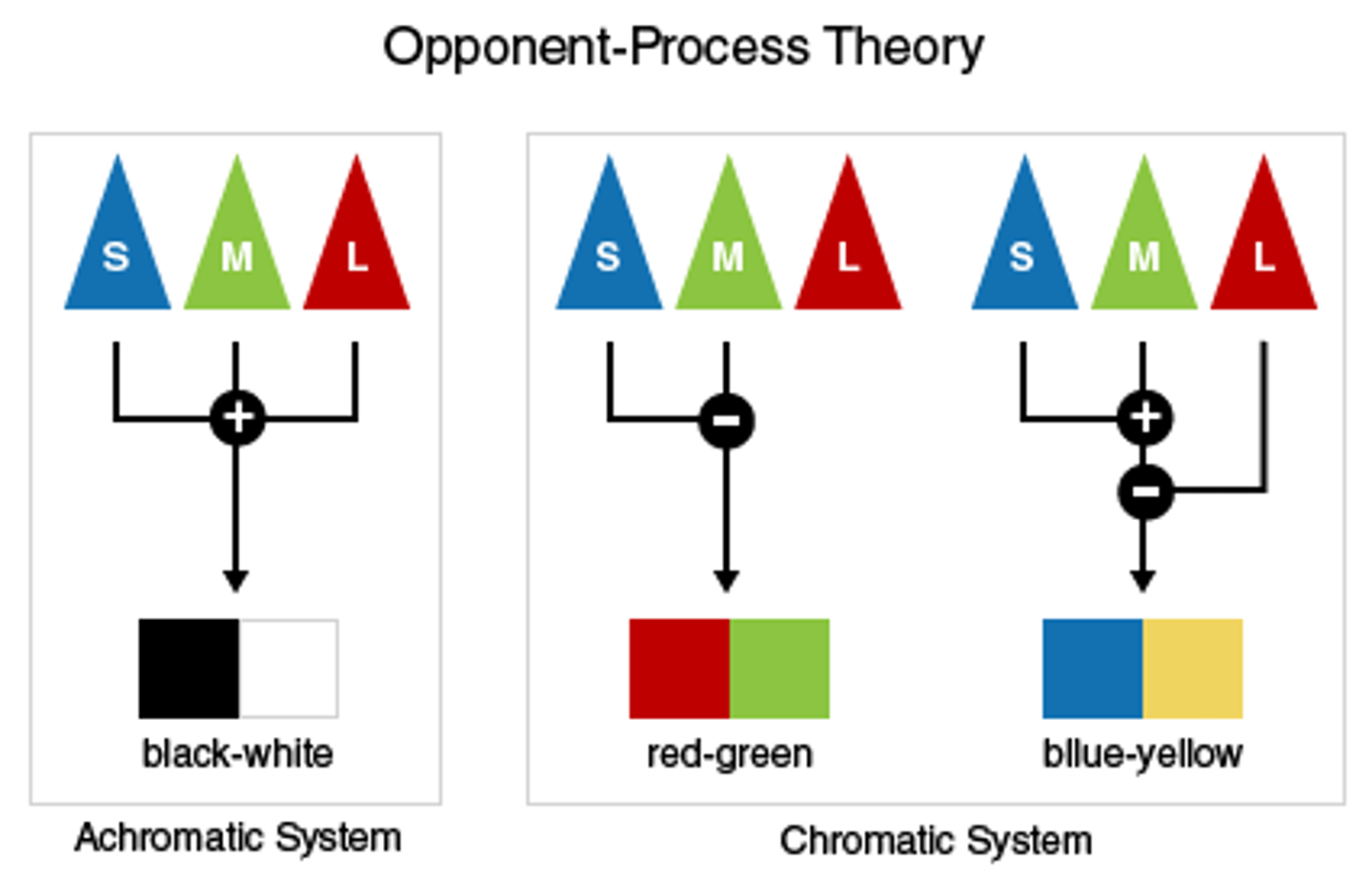 <p>Opposing retinal processes (red-green, etc.) enable color vision. Ex: Staring at a green square for a minute and then seeing a red afterimage when you look at a white wall.</p>